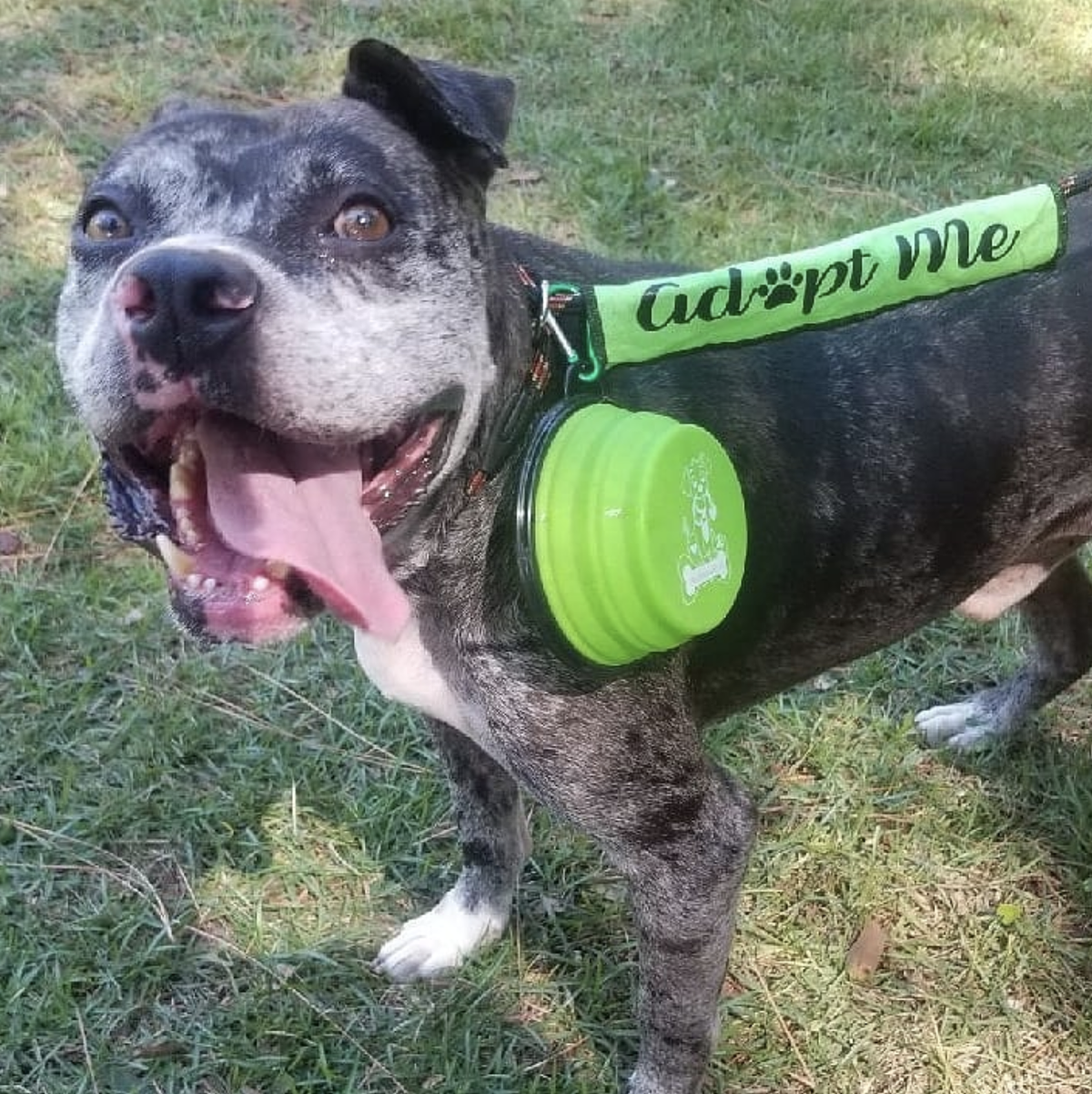 Mr. Peanut's Collapsible Silicone | For Pet Travel - 12oz