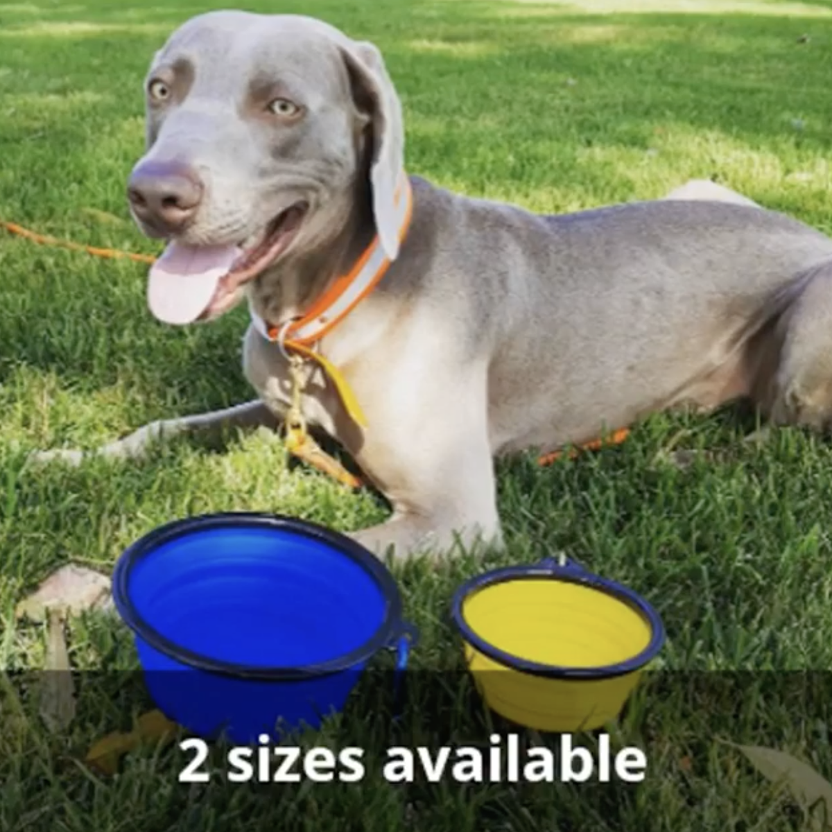 Mr. Peanut's Collapsible Silicone | For Pet Travel - 12oz