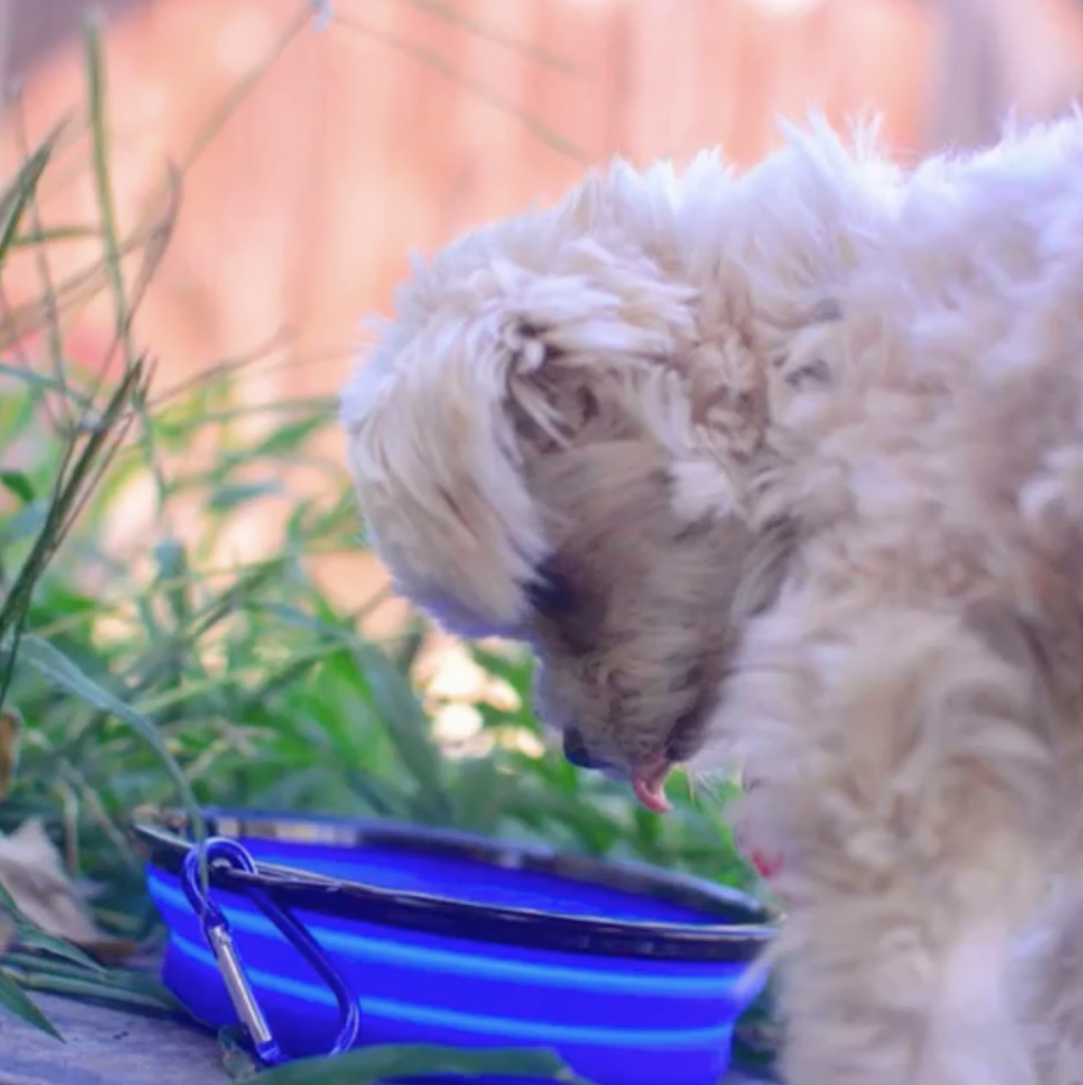Mr. Peanut's Collapsible Silicone | For Pet Travel - 12oz