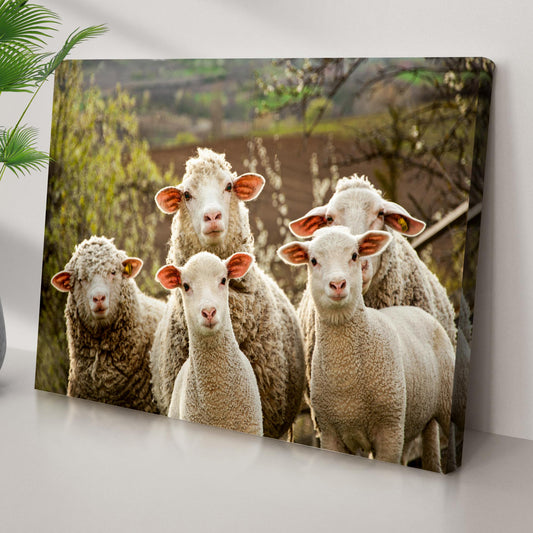 Curious Sheep Canvas