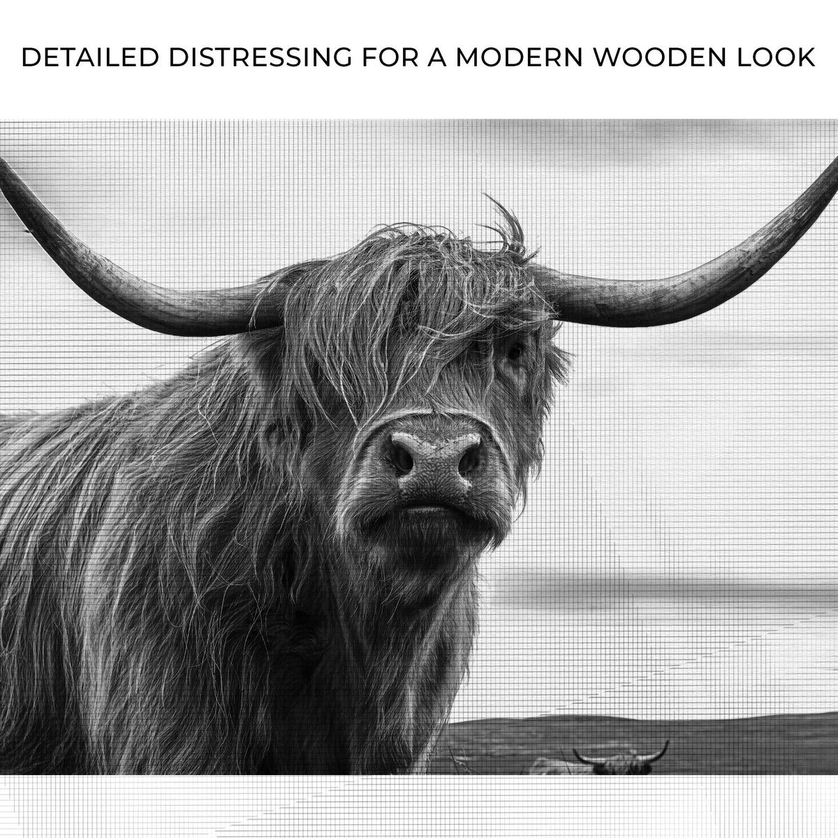 Highland Cow Black And White Portrait
