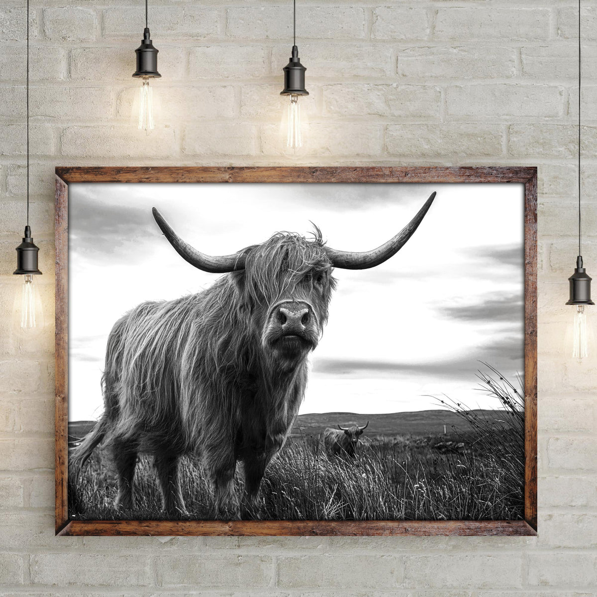Highland Cow Black And White Portrait